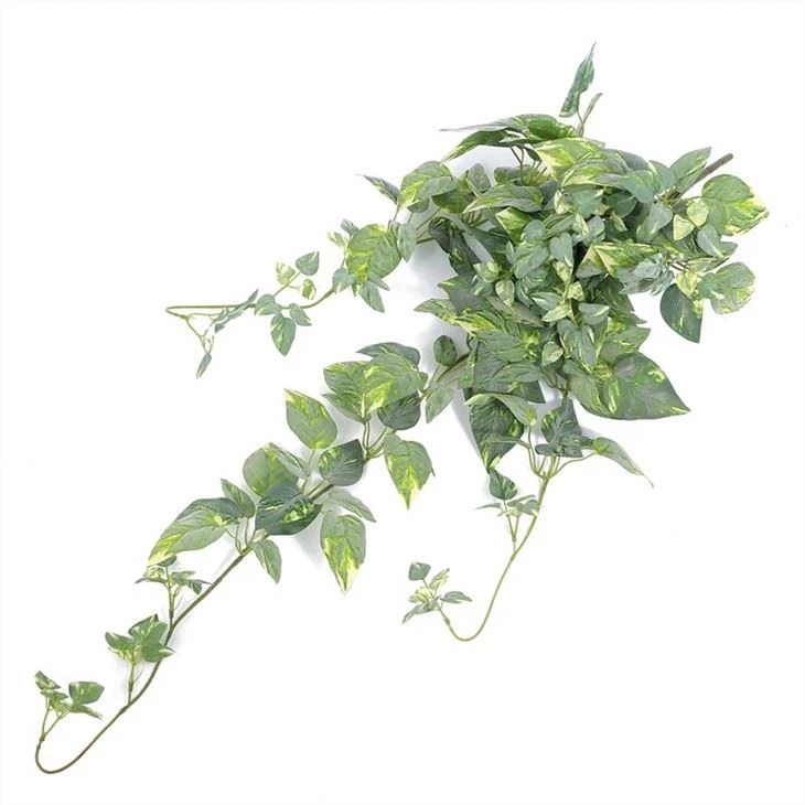 green pothos